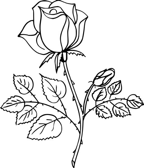 dessin de rose gratuit.